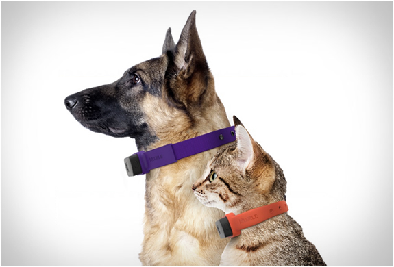 Nuzzle fashion gps collar